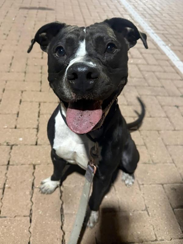 Enlarge Legacy, a Adoptable mixed breed in Austin, TX image 5/6