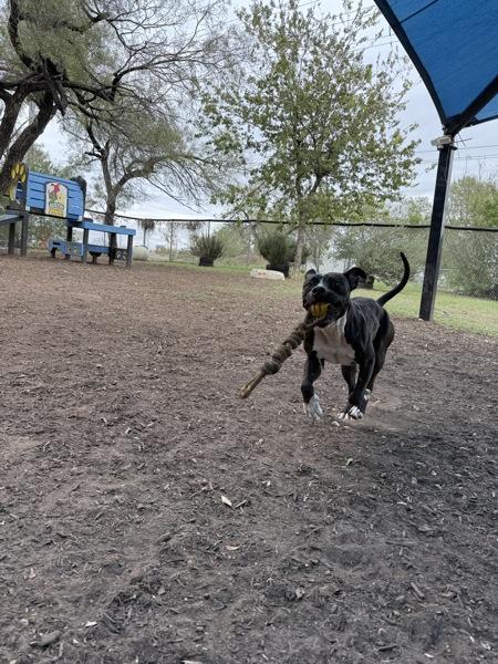 Enlarge Legacy, a Adoptable mixed breed in Austin, TX image 6/6