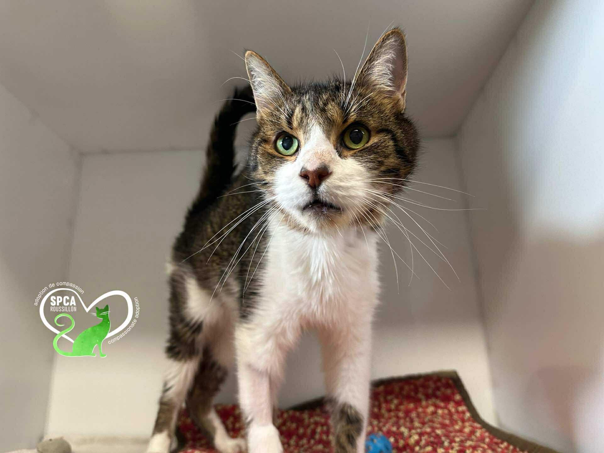 Enlarge Charlot, a Adoptable Domestic Short Hair in Delson, QC image 1/1