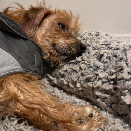 Enlarge Peggy Jean  13668, a Adoptable mixed breed in San Francisco, CA image 1/6