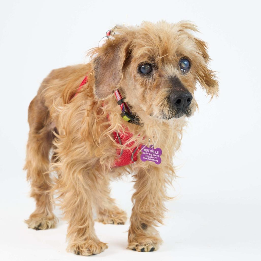 Enlarge Peggy Jean  13668, a Adoptable mixed breed in San Francisco, CA image 3/6