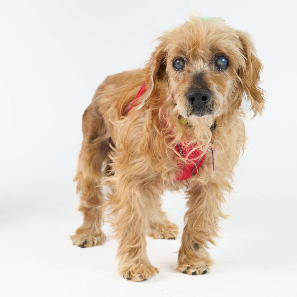 Enlarge Peggy Jean  13668, a Adoptable mixed breed in San Francisco, CA image 4/6