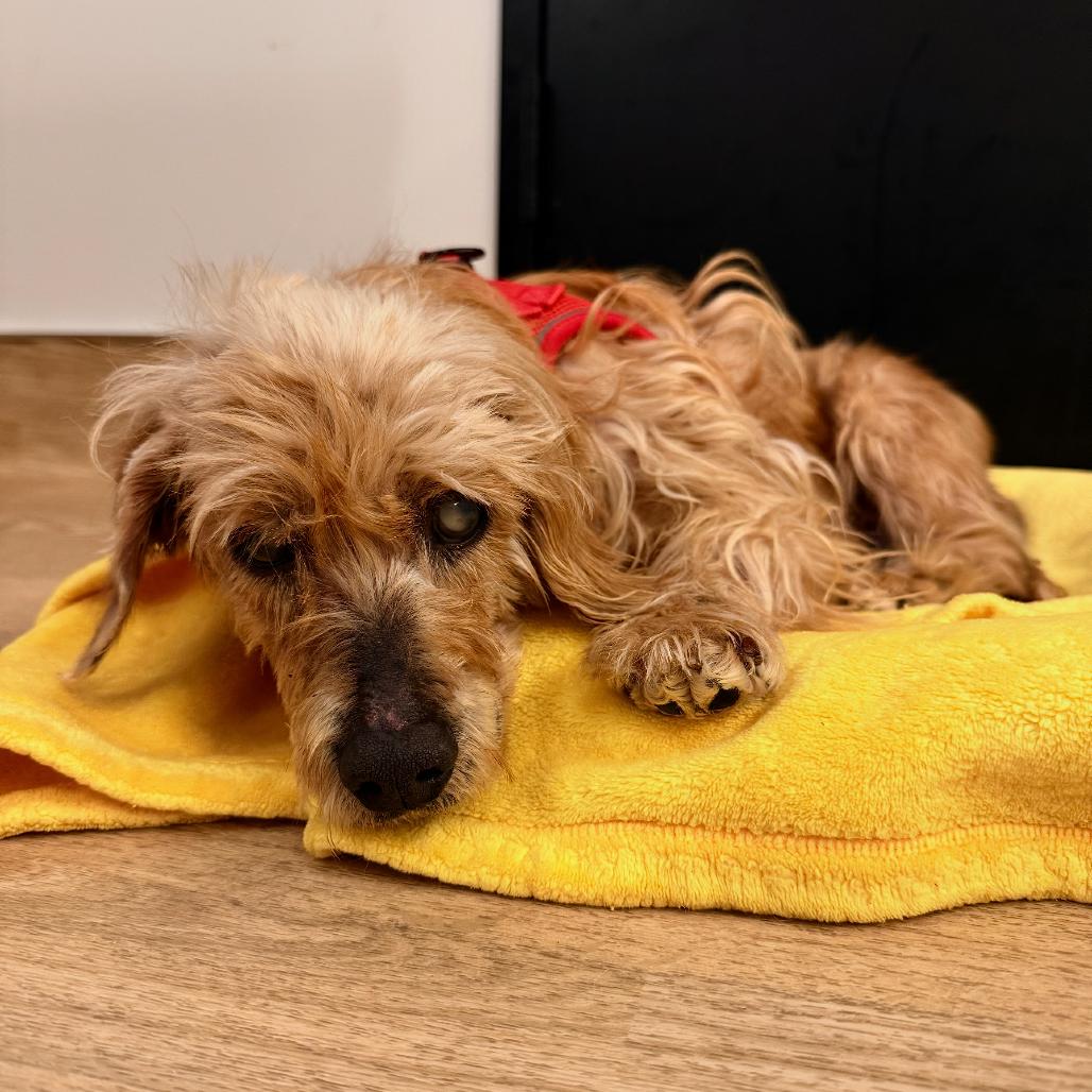 Enlarge Peggy Jean  13668, a Adoptable mixed breed in San Francisco, CA image 5/6