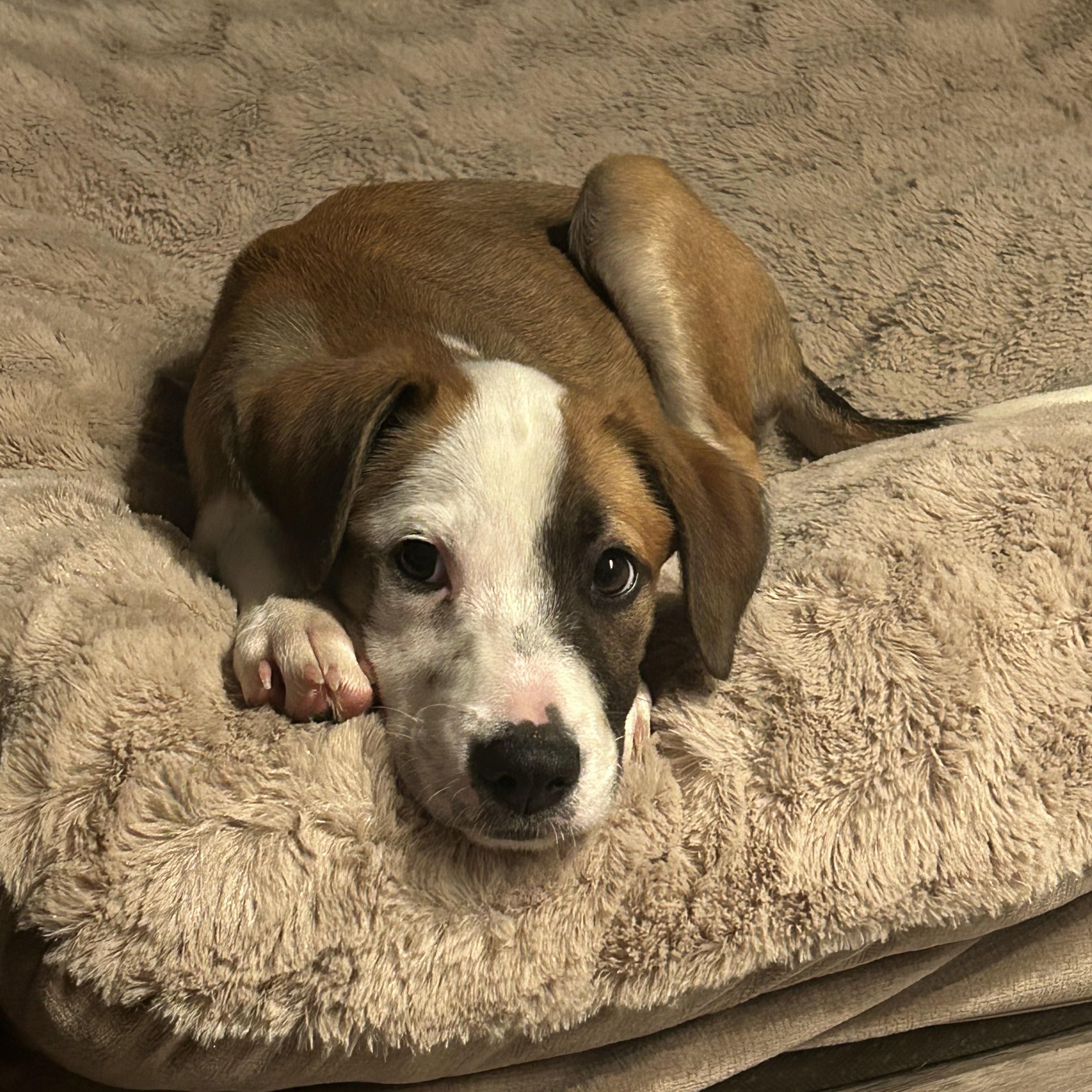 Enlarge Maya, an adopted mixed breed in Virginia Beach, VA image 3/6