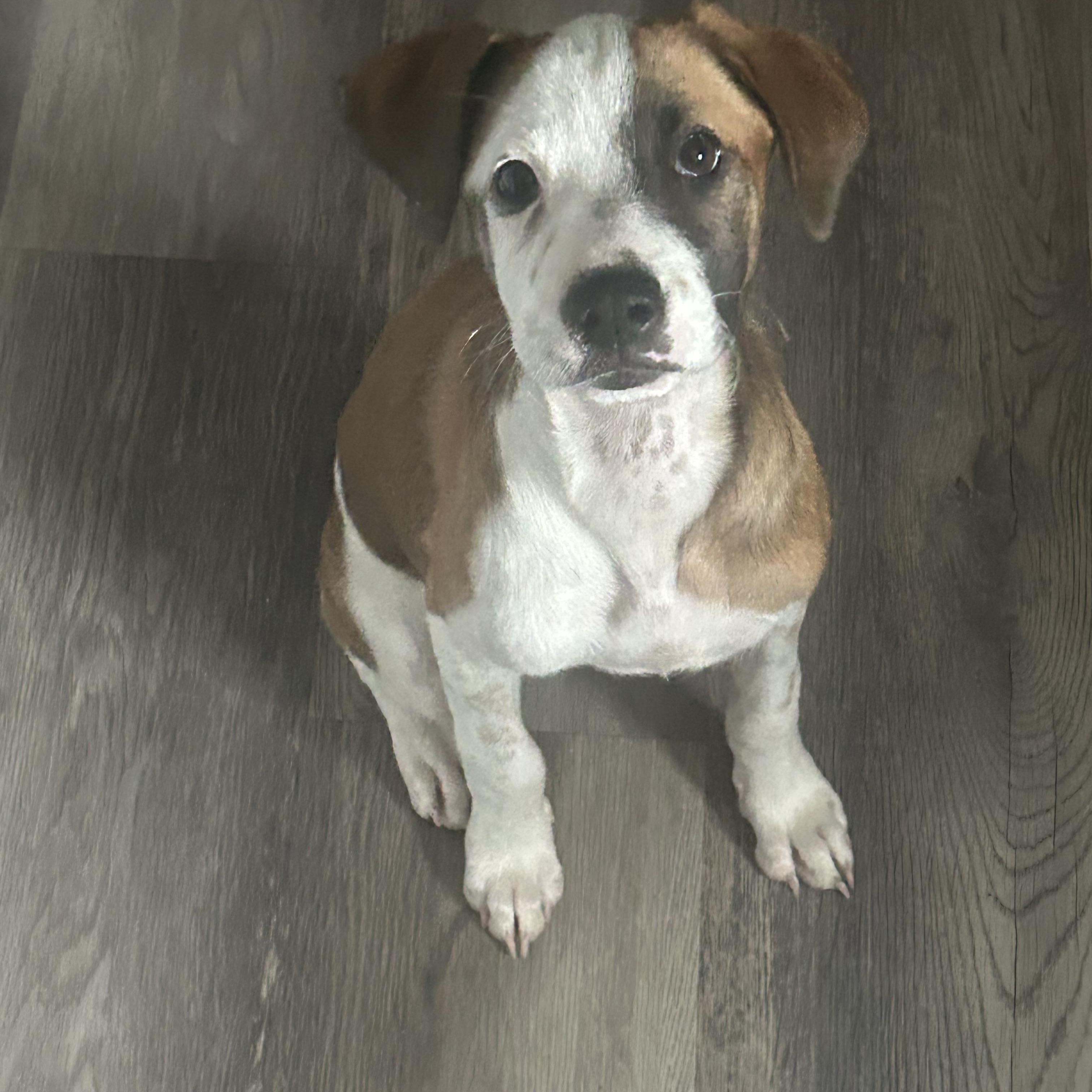 Enlarge Maya, an adopted mixed breed in Virginia Beach, VA image 6/6