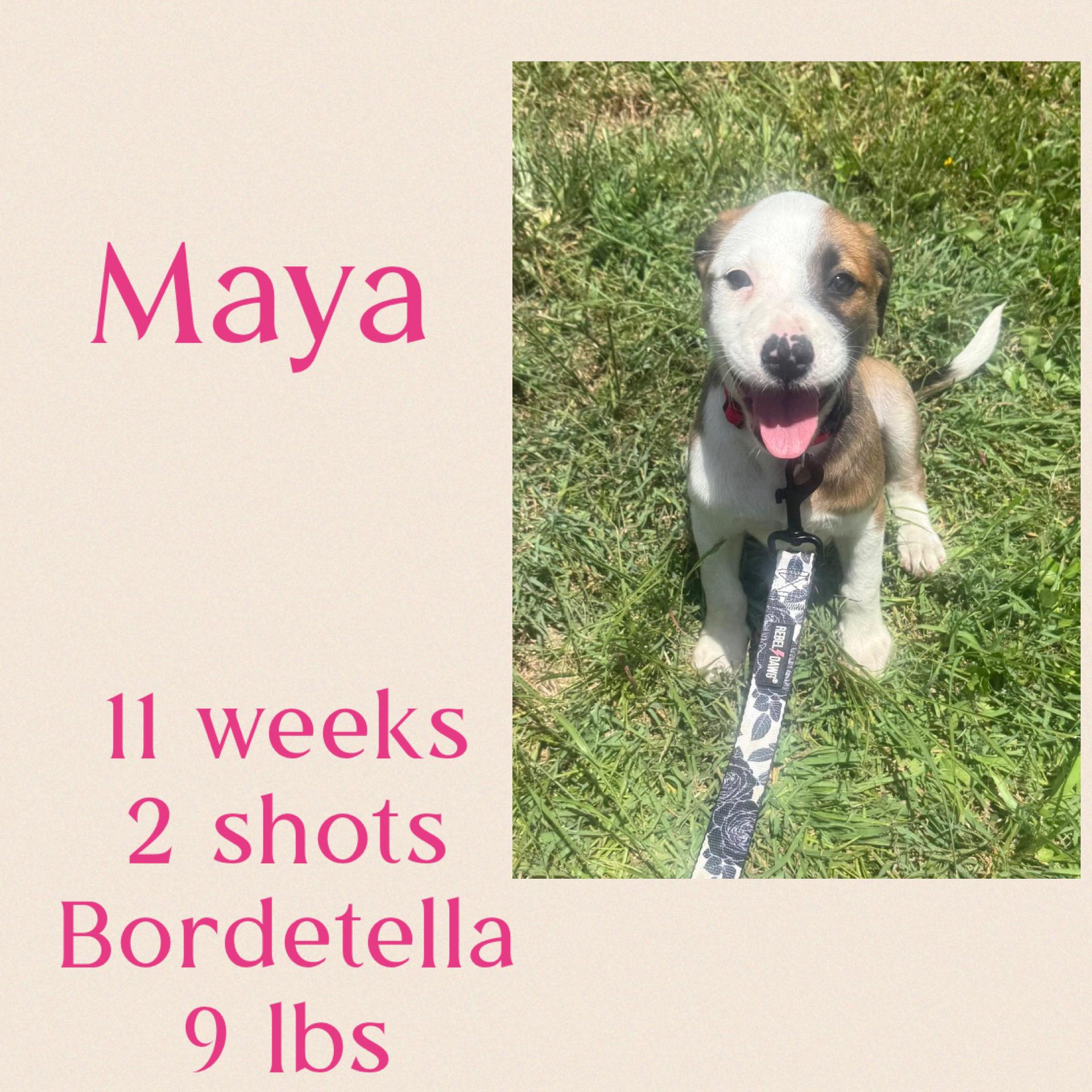 Enlarge Maya, a ADOPTABLE mixed breed in Virginia Beach, VA image 1/1