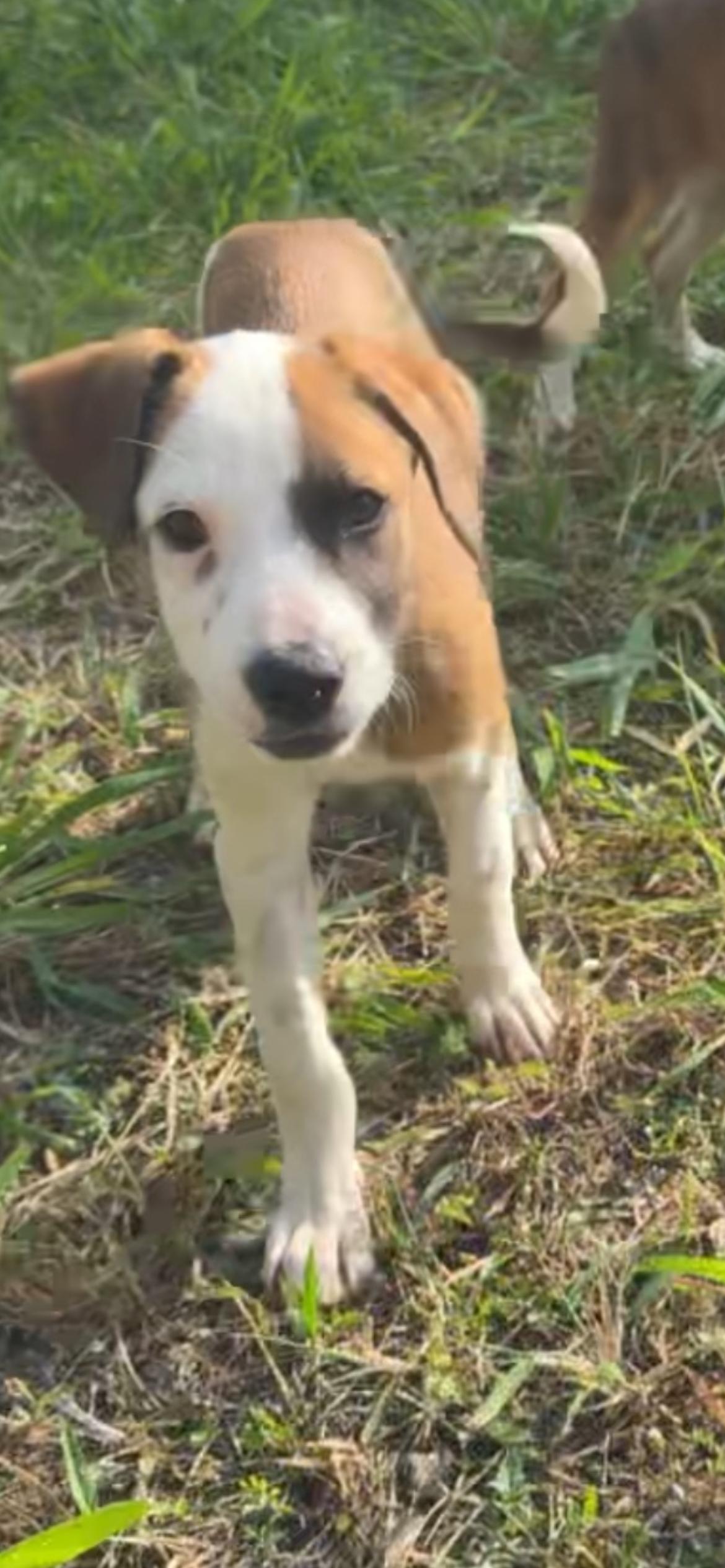 Enlarge Maya, an adopted mixed breed in Virginia Beach, VA image 5/6