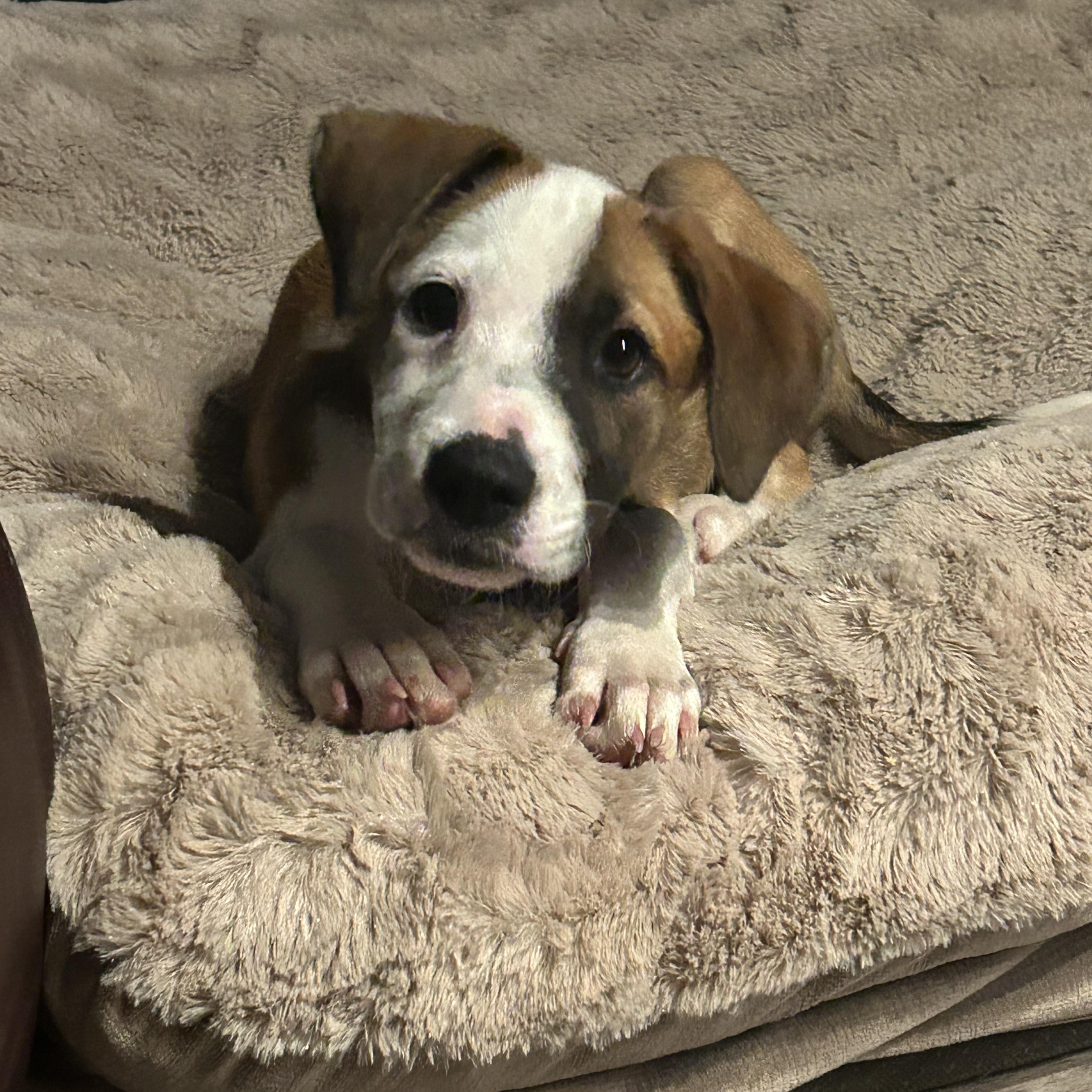 Maya, adopted, Young Female Spaniel.