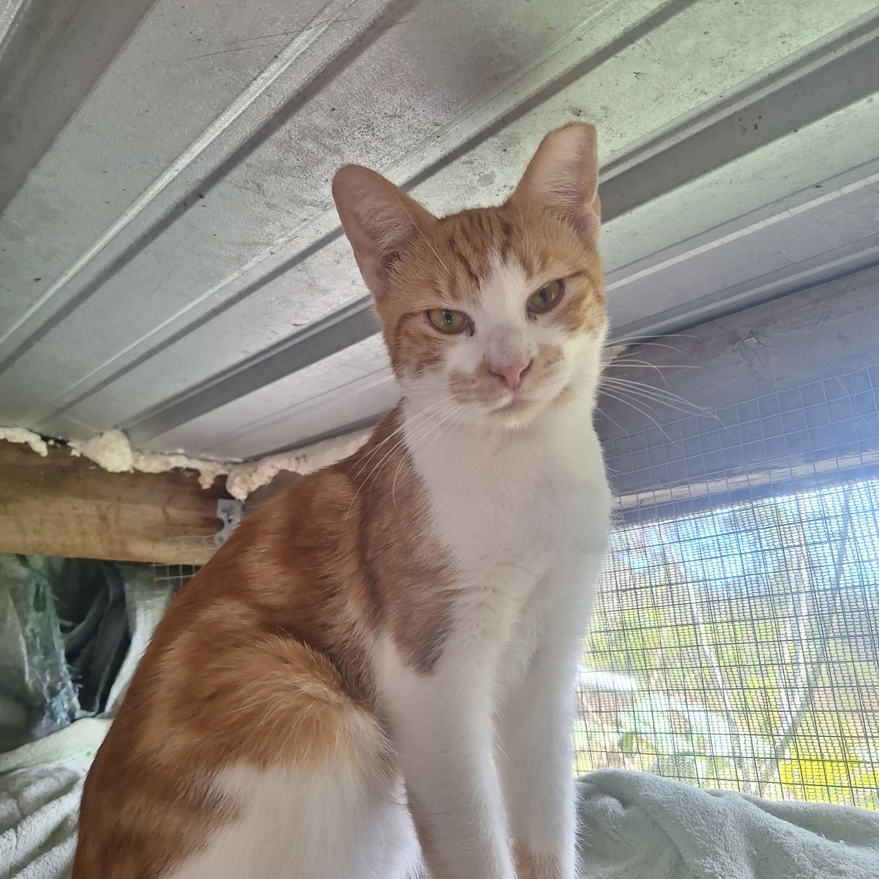 Ginger, Adoptable, Young Female American Shorthair.
