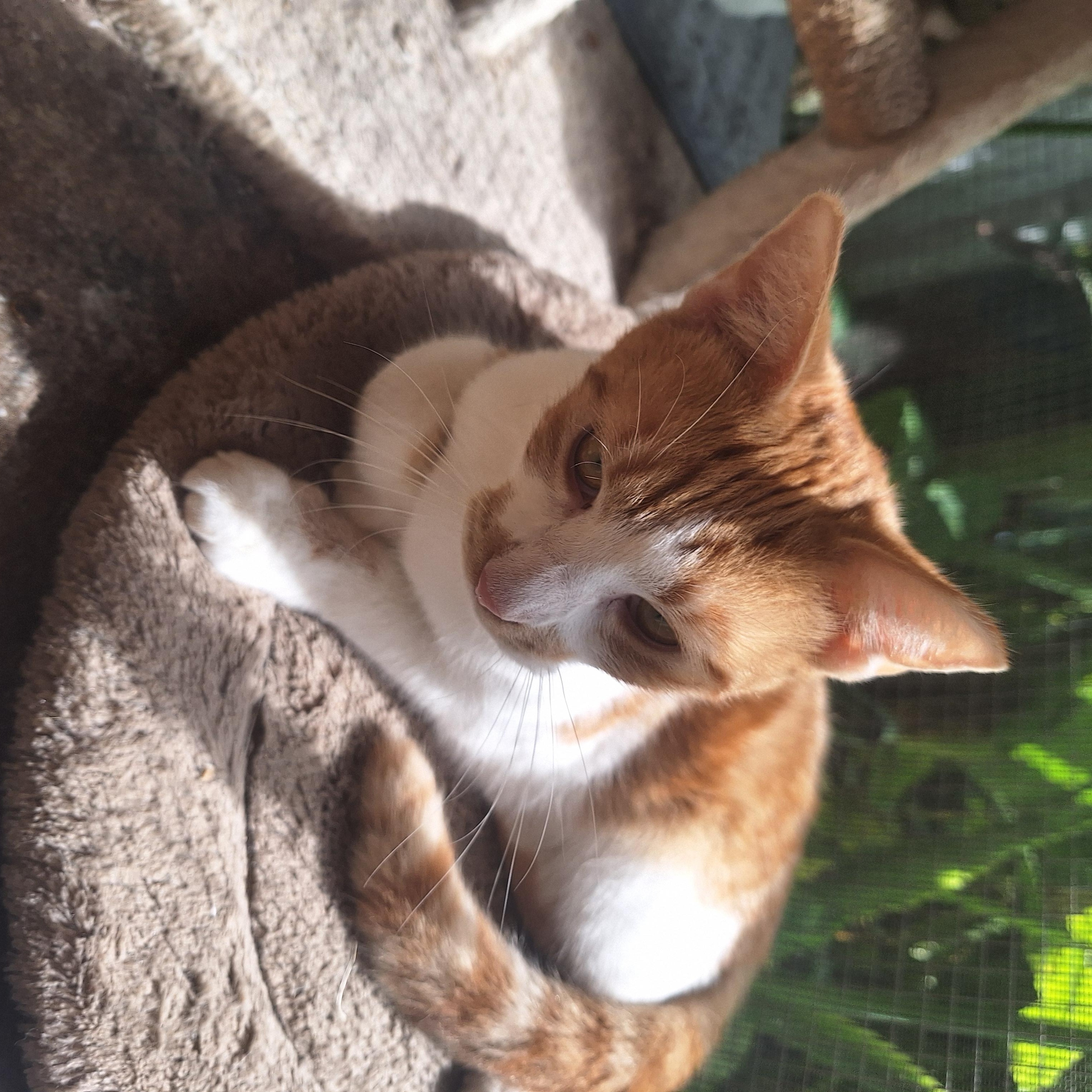 Ginger, a Adoptable American Shorthair in Polk city, FL image 2/5