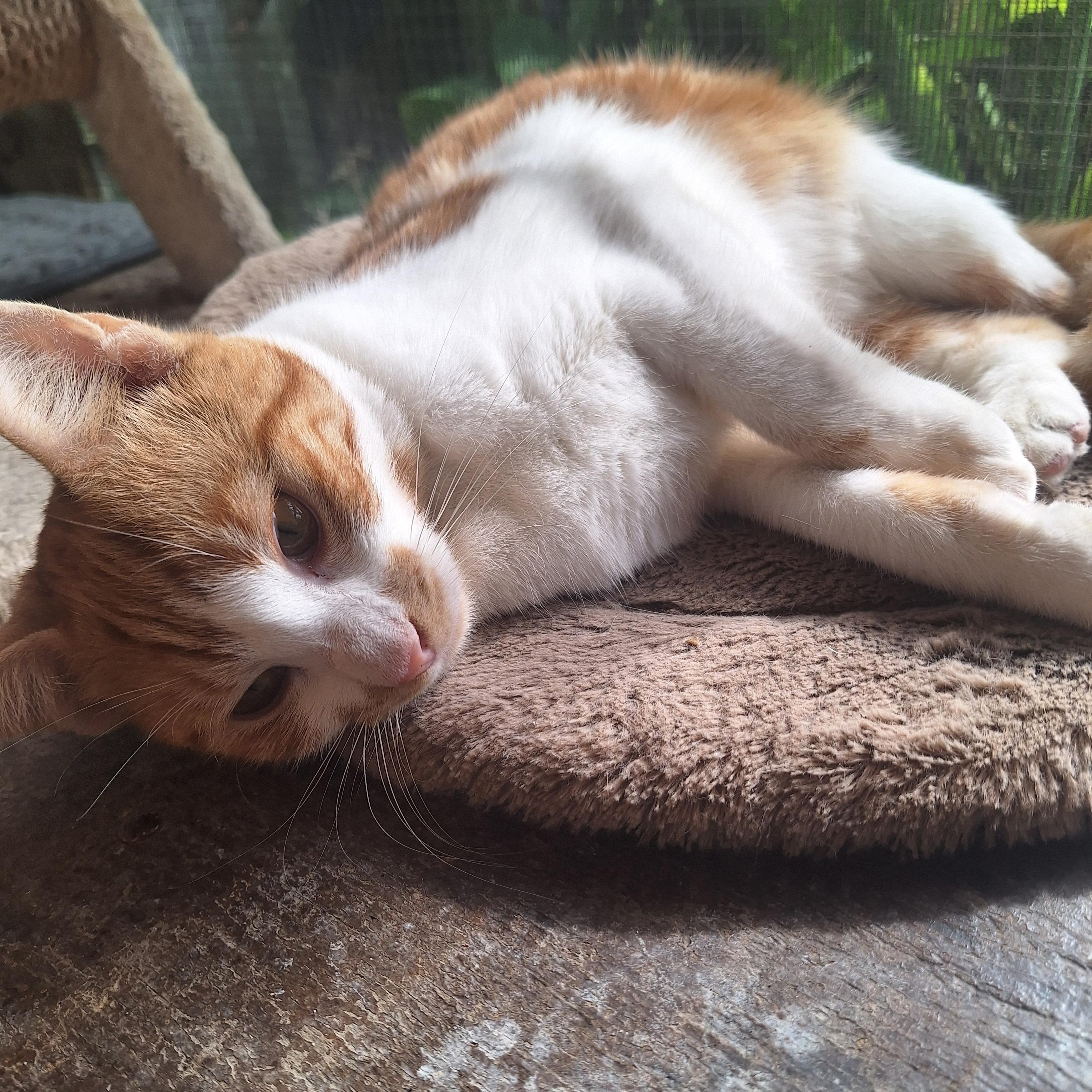 Ginger, a Adoptable American Shorthair in Polk city, FL image 3/5