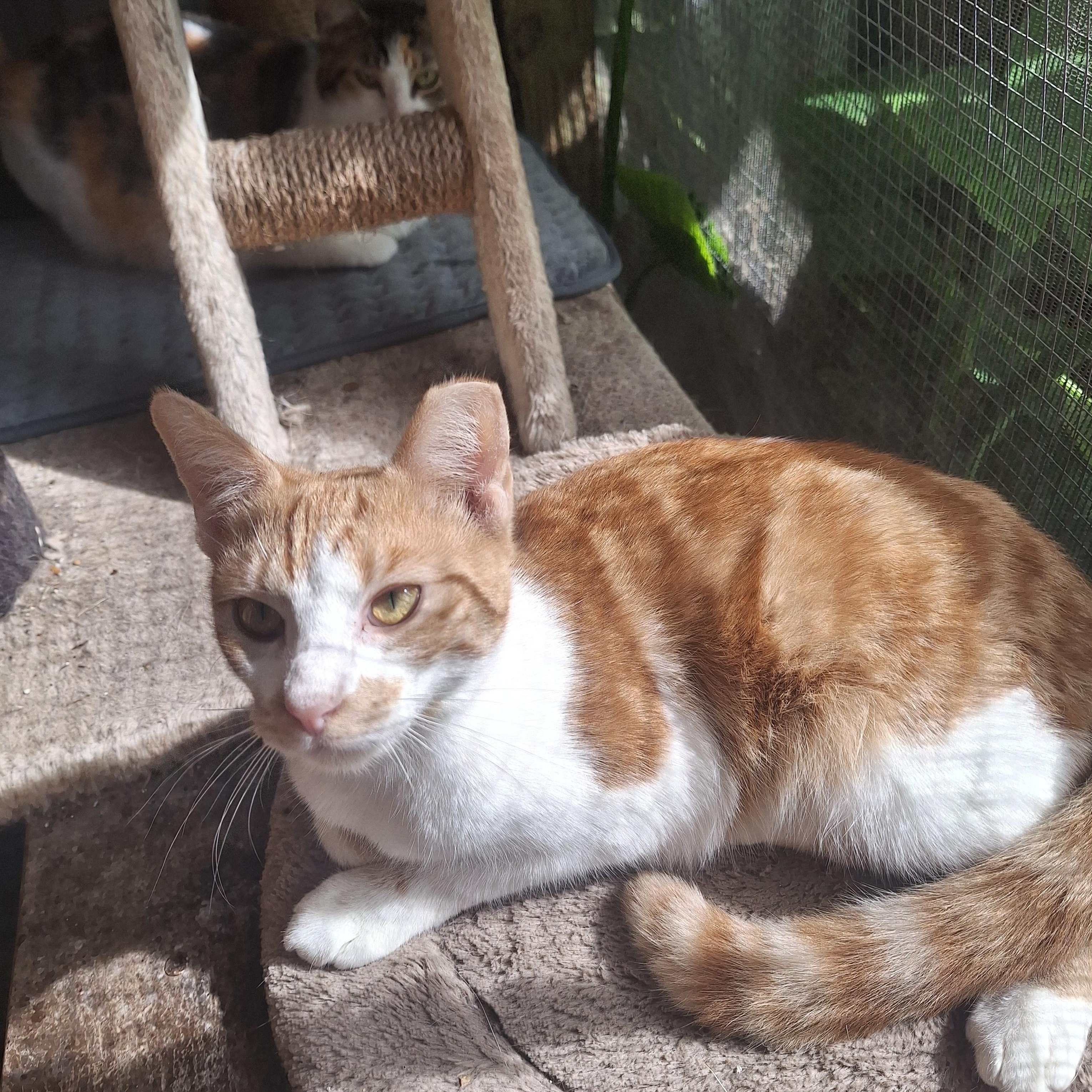 Ginger, a Adoptable American Shorthair in Polk city, FL image 4/5