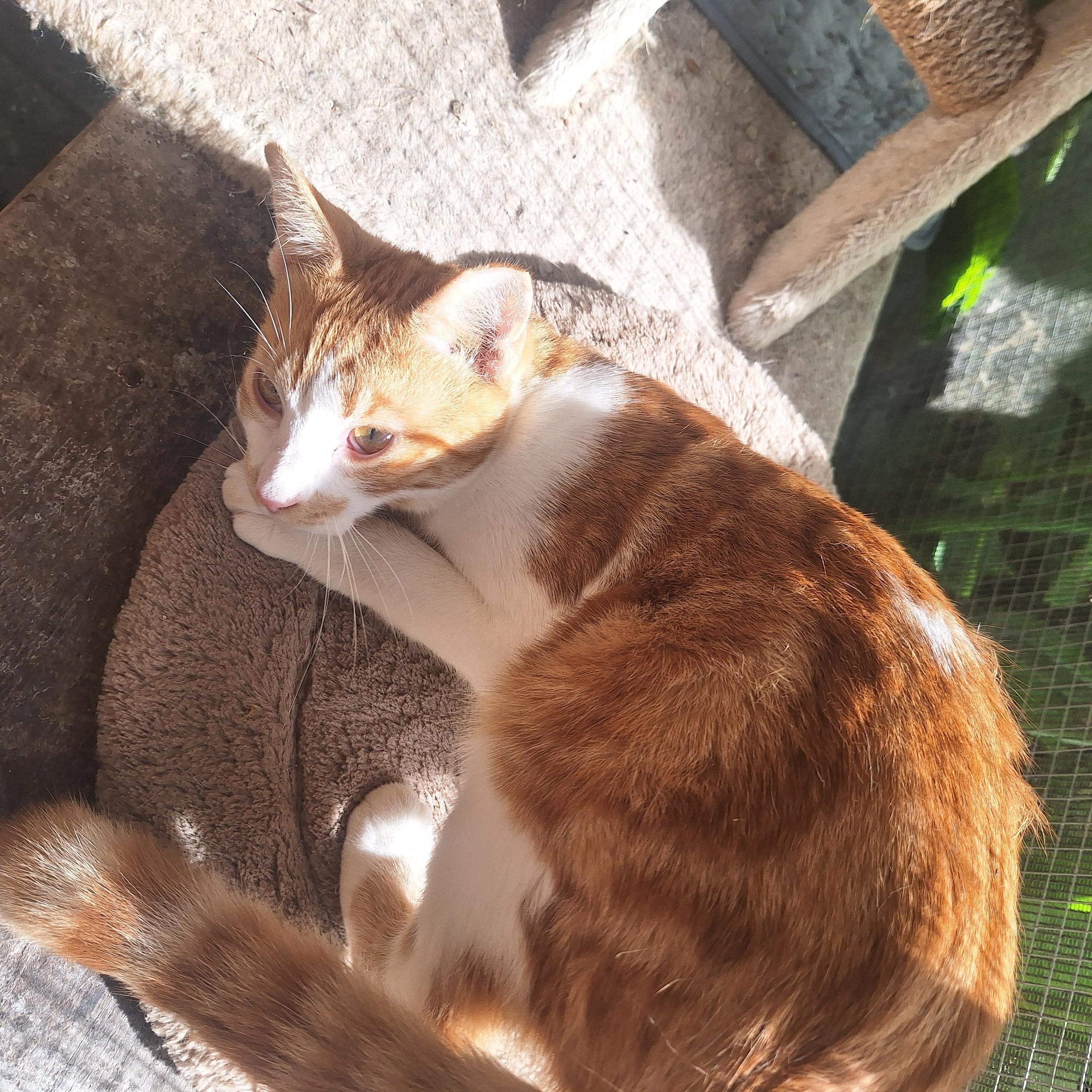 Ginger, a Adoptable American Shorthair in Polk city, FL image 5/5