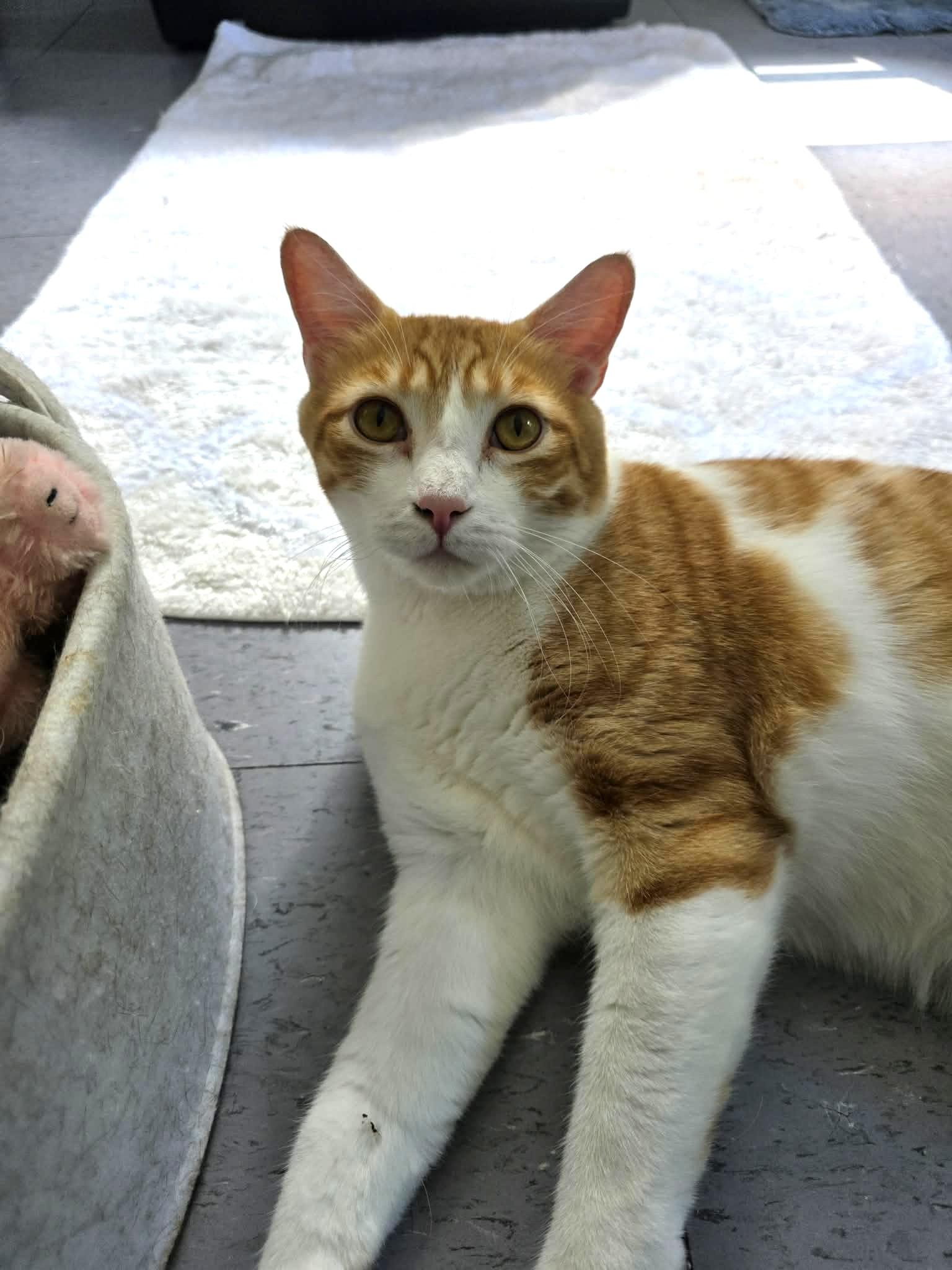 Sherbet, ADOPTABLE, Adult Male Domestic Short Hair.