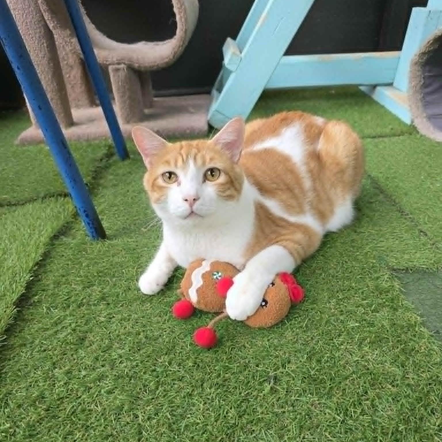 Sherbet, ADOPTABLE, Adult Male Domestic Short Hair.