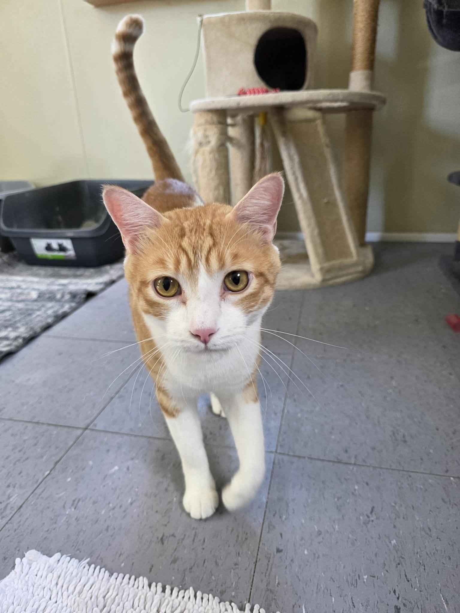 Enlarge Sherbet, a ADOPTABLE Domestic Short Hair in Umatilla, FL image 2/4