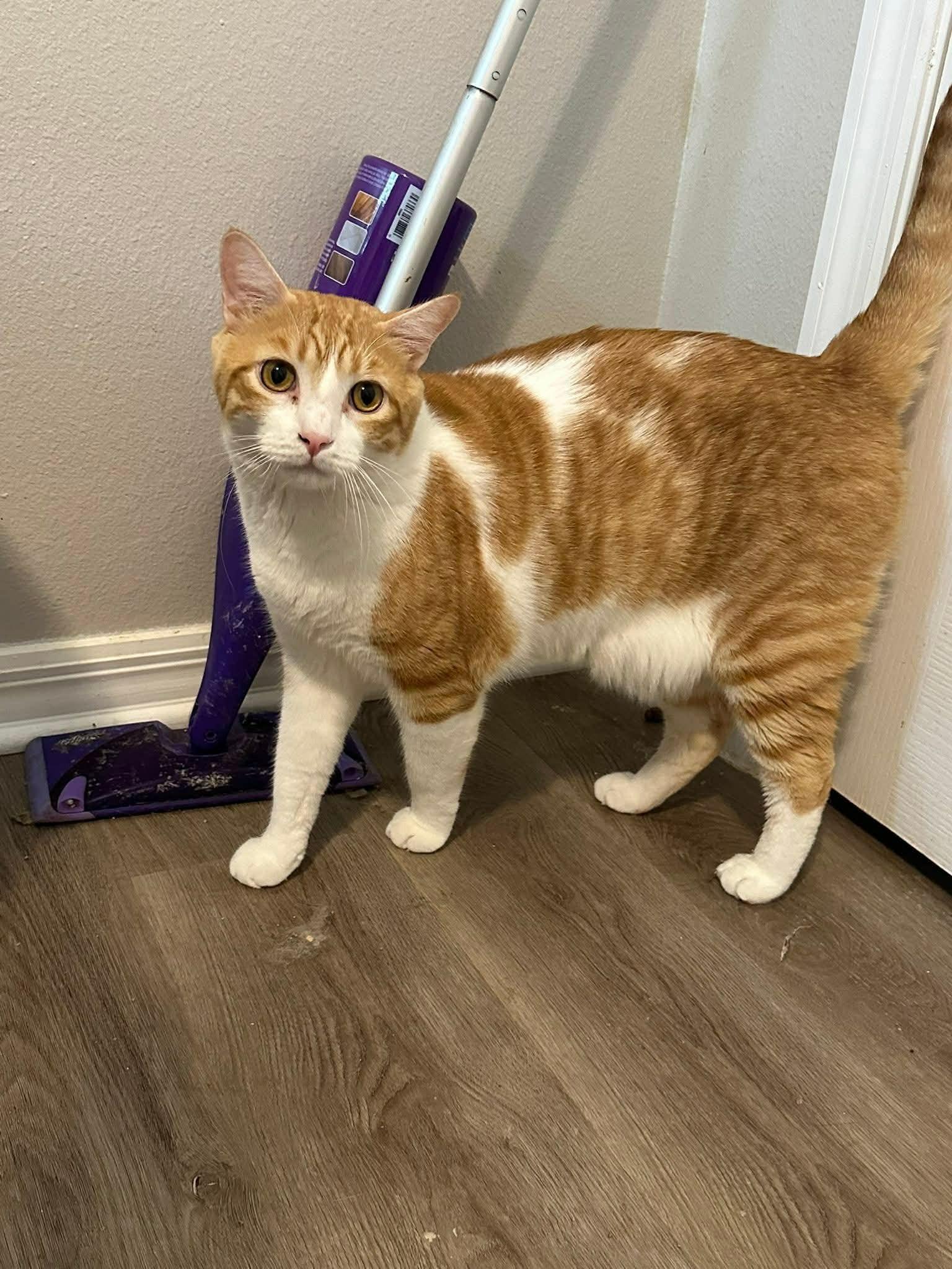 Enlarge Sherbet, a ADOPTABLE Domestic Short Hair in Umatilla, FL image 3/4