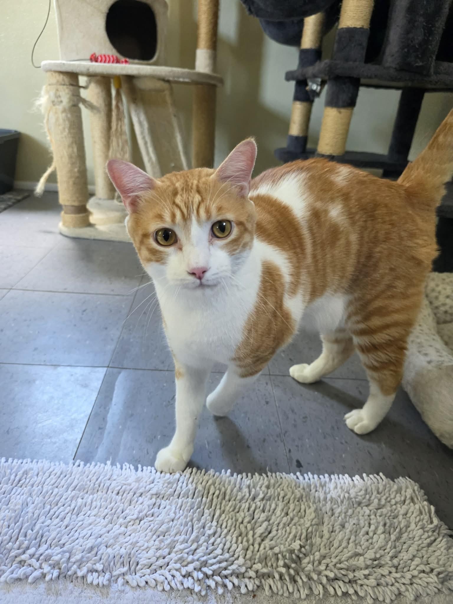 Enlarge Sherbet, a ADOPTABLE Domestic Short Hair in Umatilla, FL image 4/4