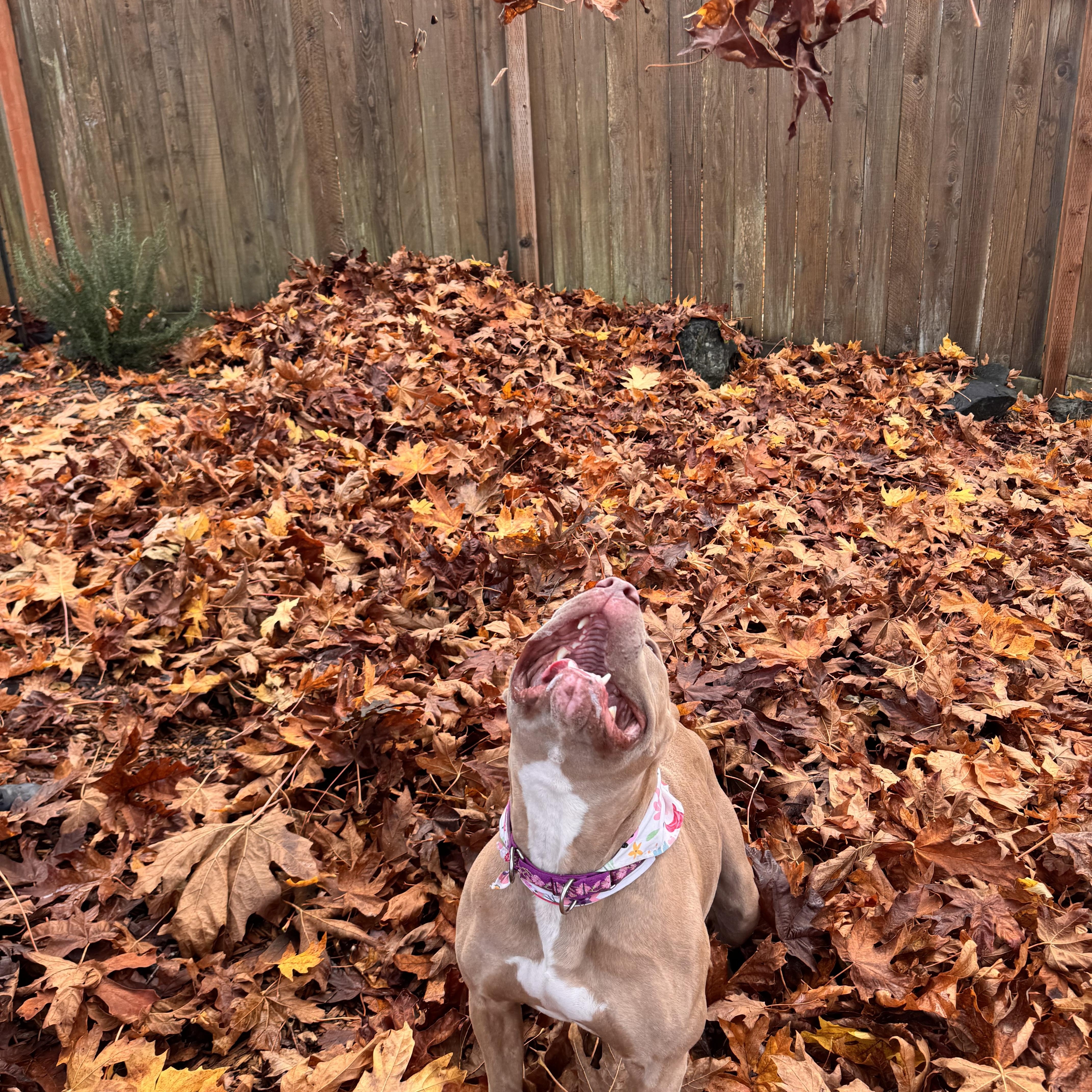 Enlarge Carmela , a Adoptable American Bully in Blaine, WA image 4/6