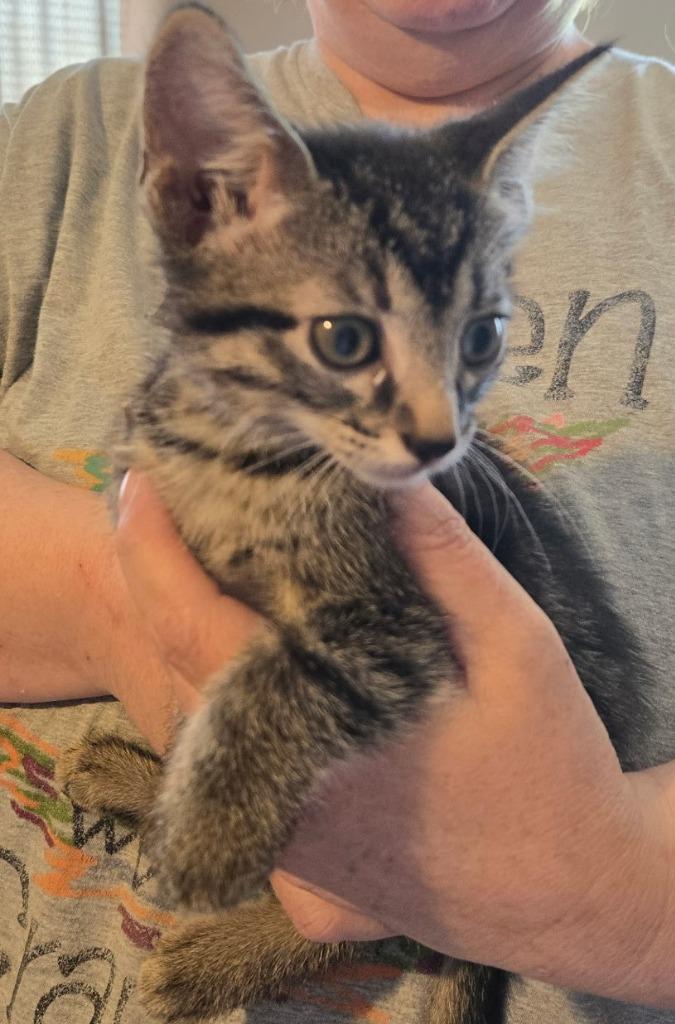 Kimmel (Purple), Adoptable, Kitten Female Domestic Short Hair.