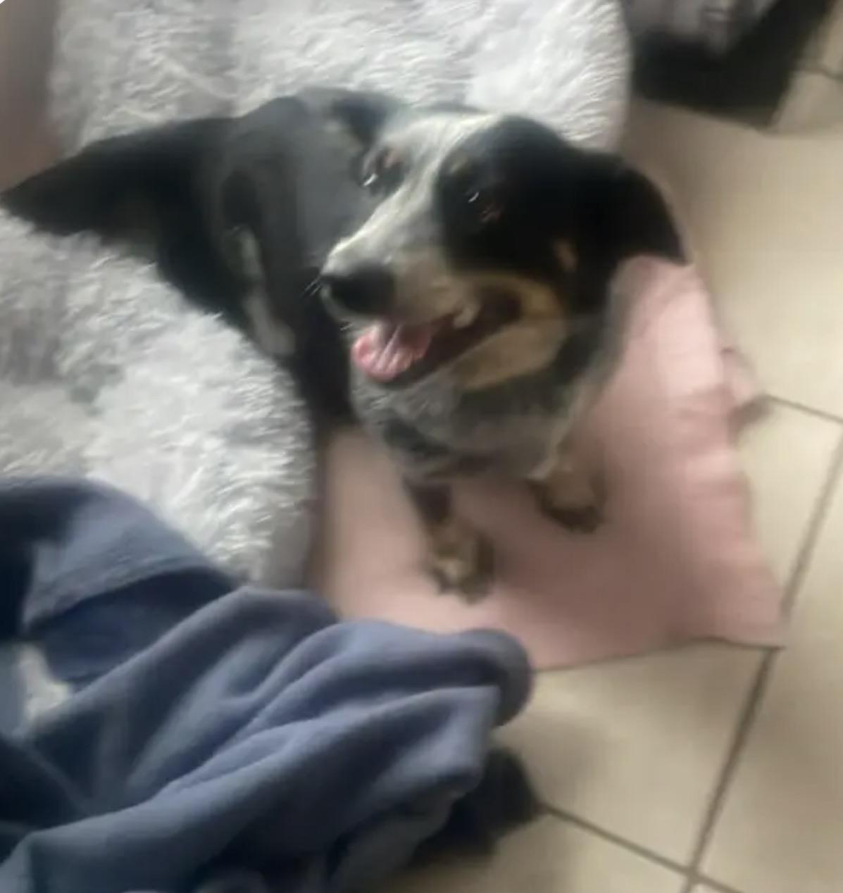 Smokey, Adoptable, Adult Female Australian Cattle Dog / Blue Heeler.