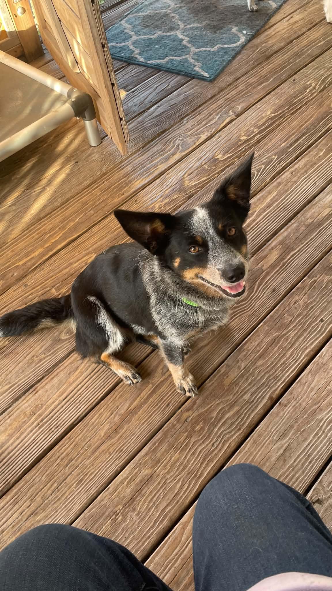 Enlarge Smokey, a Adoptable Australian Cattle Dog / Blue Heeler in Bradenton, FL image 2/5