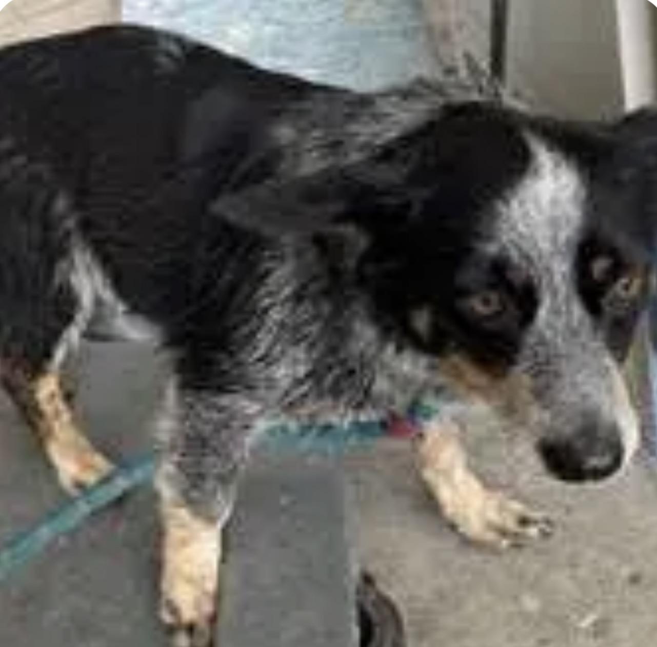 Enlarge Smokey, a Adoptable Australian Cattle Dog / Blue Heeler in Bradenton, FL image 3/5