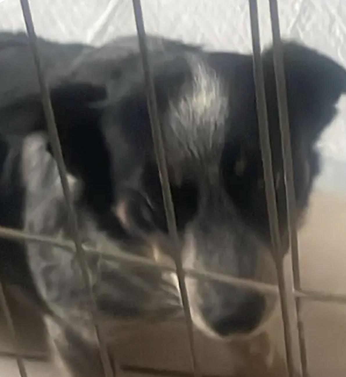 Enlarge Smokey, a Adoptable Australian Cattle Dog / Blue Heeler in Bradenton, FL image 4/5