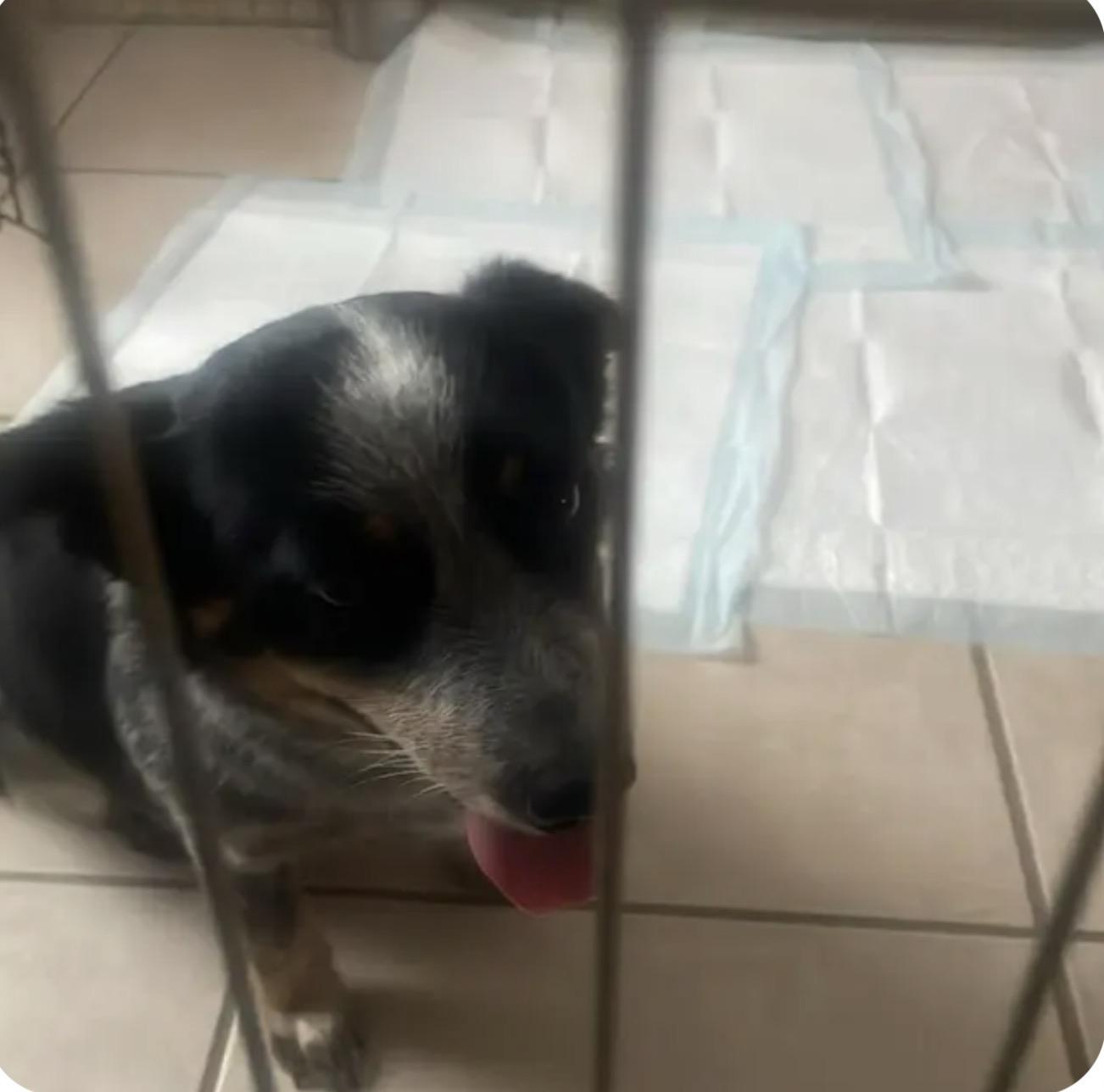 Enlarge Smokey, a Adoptable Australian Cattle Dog / Blue Heeler in Bradenton, FL image 5/5