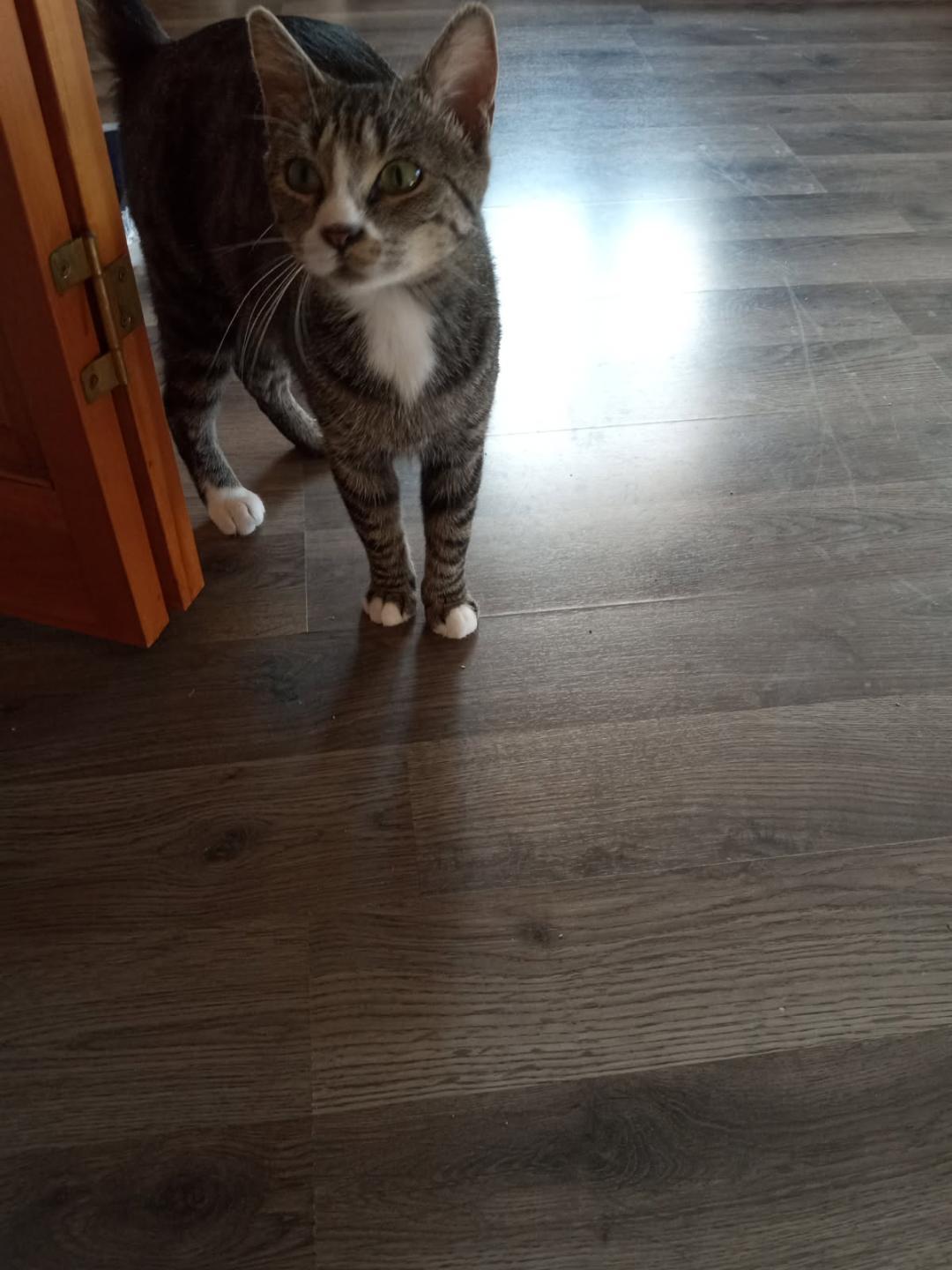 May, Adoptable, Adult Female Domestic Short Hair & Tabby.