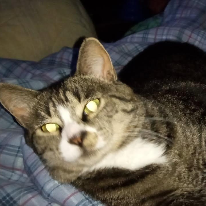 May, Adoptable, Adult Female Domestic Short Hair & Tabby.