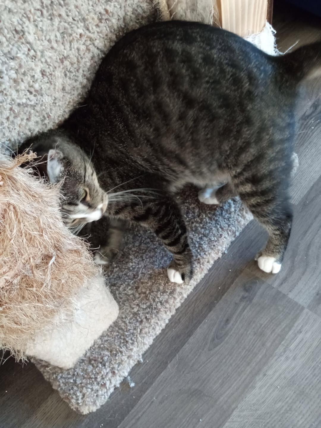 May, a Adoptable mixed breed in Coon Rapids, MN image 2/4