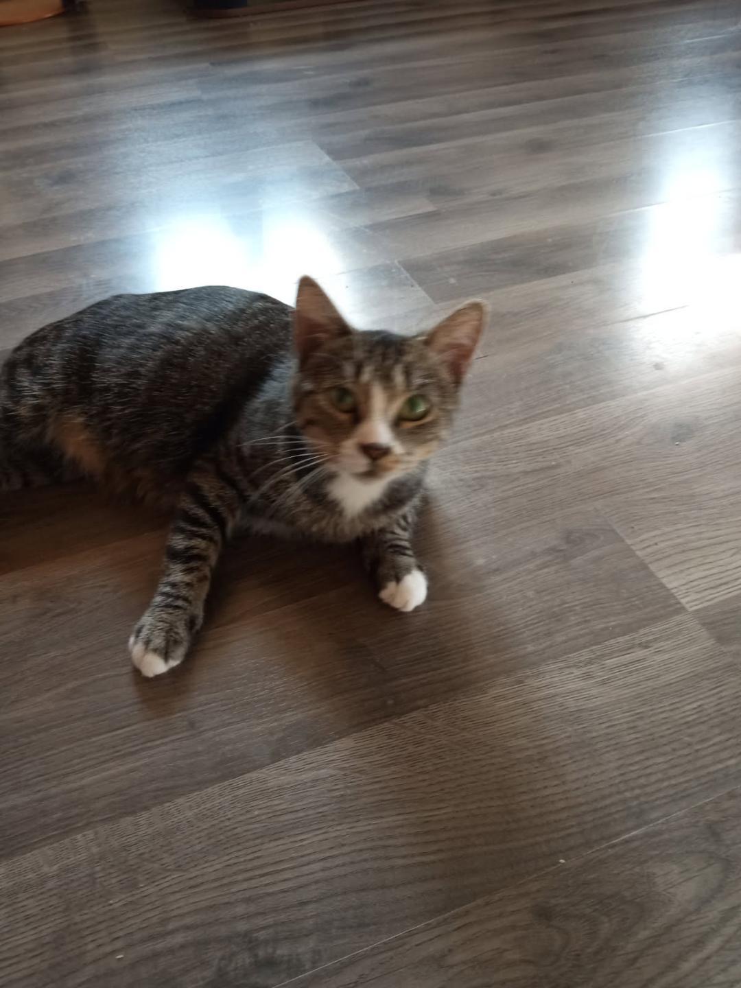 May, Adoptable, Adult Female Domestic Short Hair & Tabby.