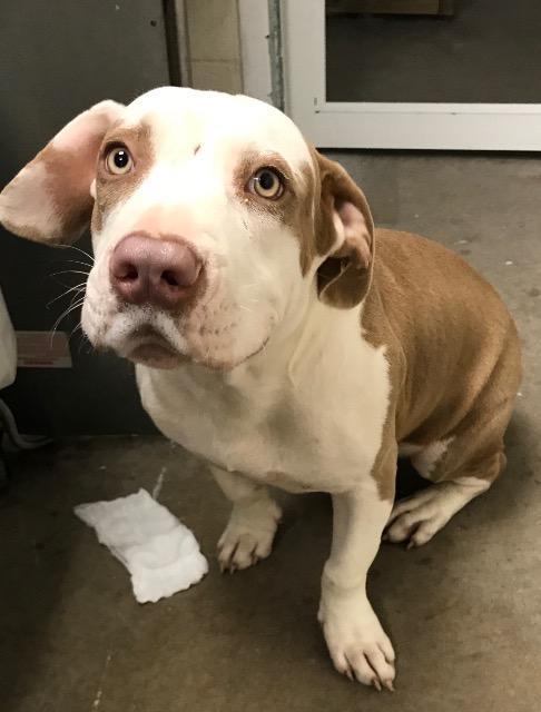 Enlarge Charleston, a Adopted American Bulldog in Shelbyville, TN image 1/1