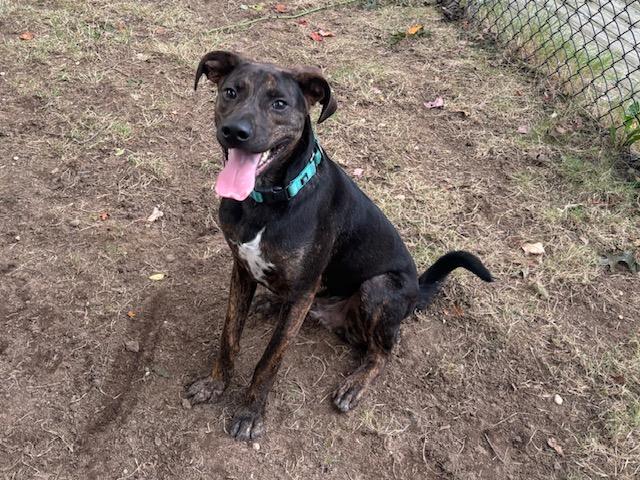 Enlarge Henry, a Adoptable mixed breed in Manhasset, NY image 5/6