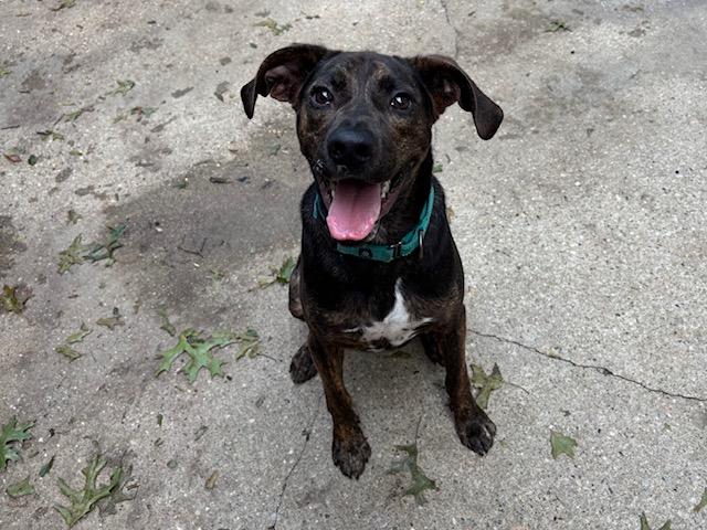 Enlarge Henry, a Adoptable mixed breed in Manhasset, NY image 1/6