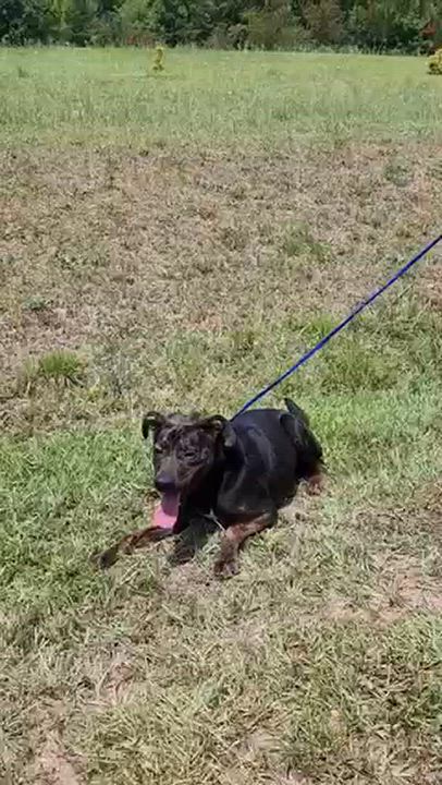 Enlarge Henry, a Adoptable mixed breed in Manhasset, NY video 4/6