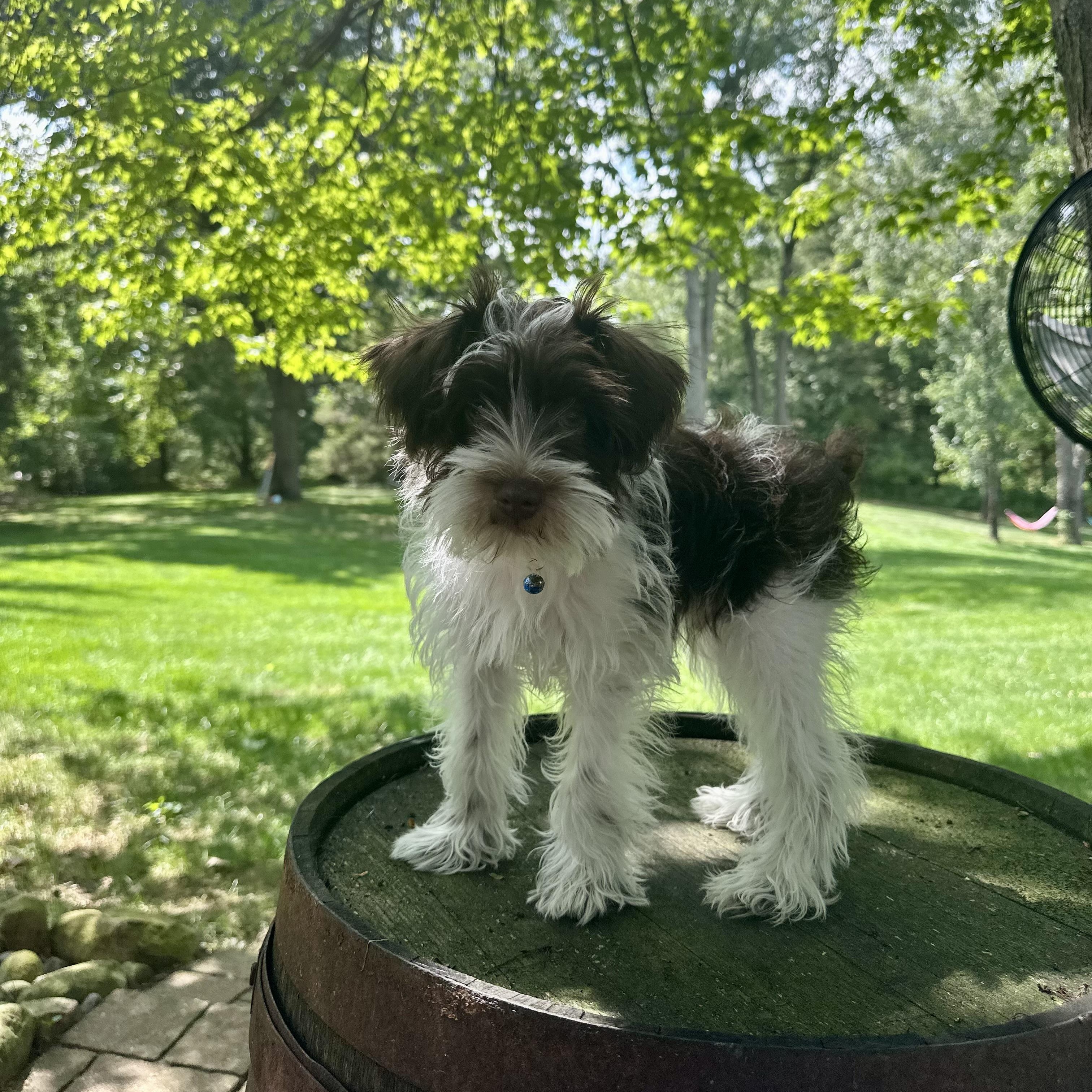 Ollie