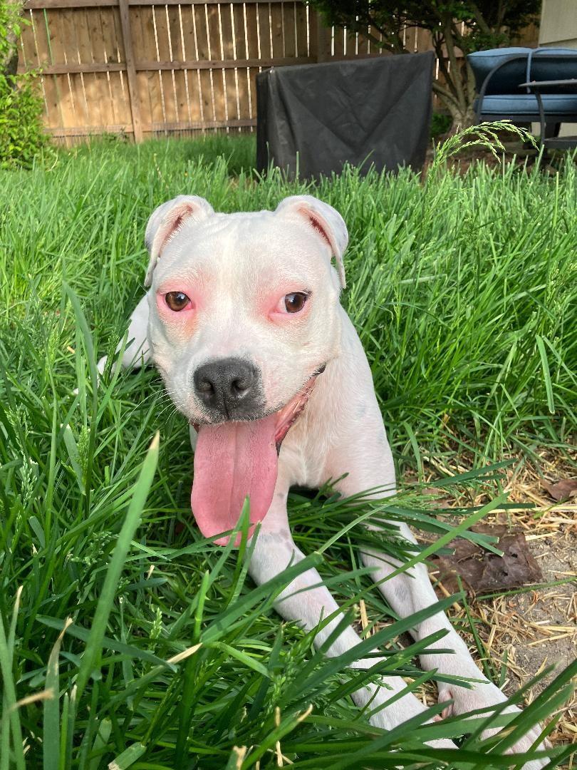 Happy, Adoptable, Young Female Pit Bull Terrier.