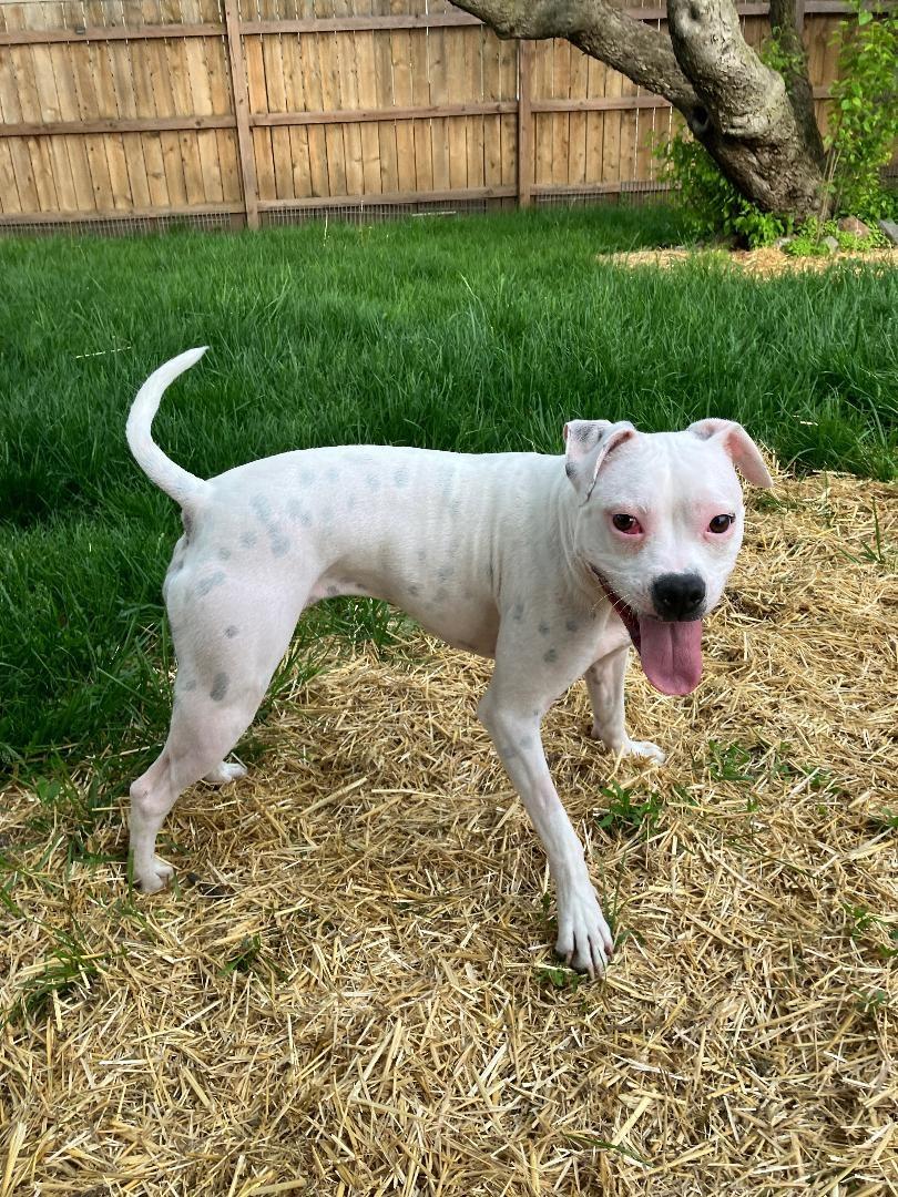 Happy, a Adoptable mixed breed in Plainfield, IL image 4/6