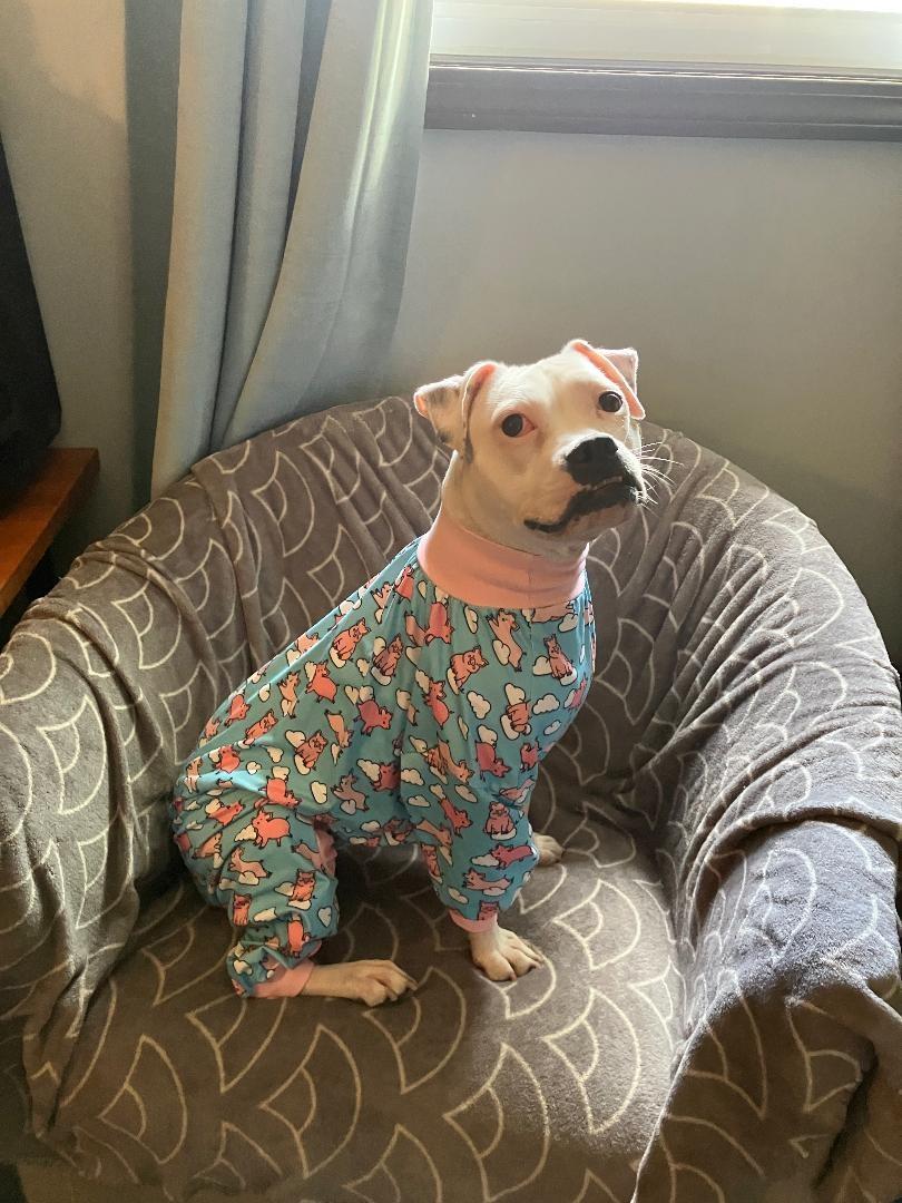 Happy, a Adoptable mixed breed in Plainfield, IL image 3/6
