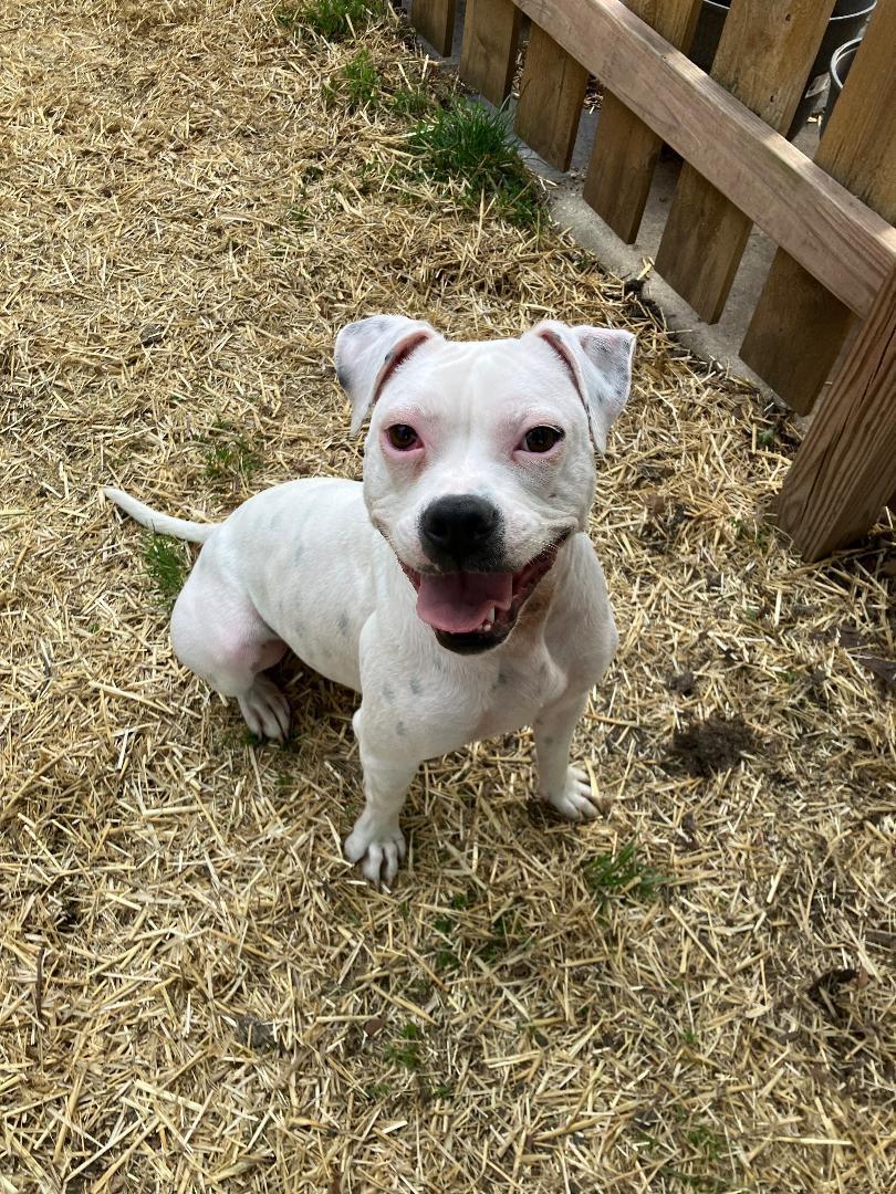 Happy, a Adoptable mixed breed in Plainfield, IL image 2/6