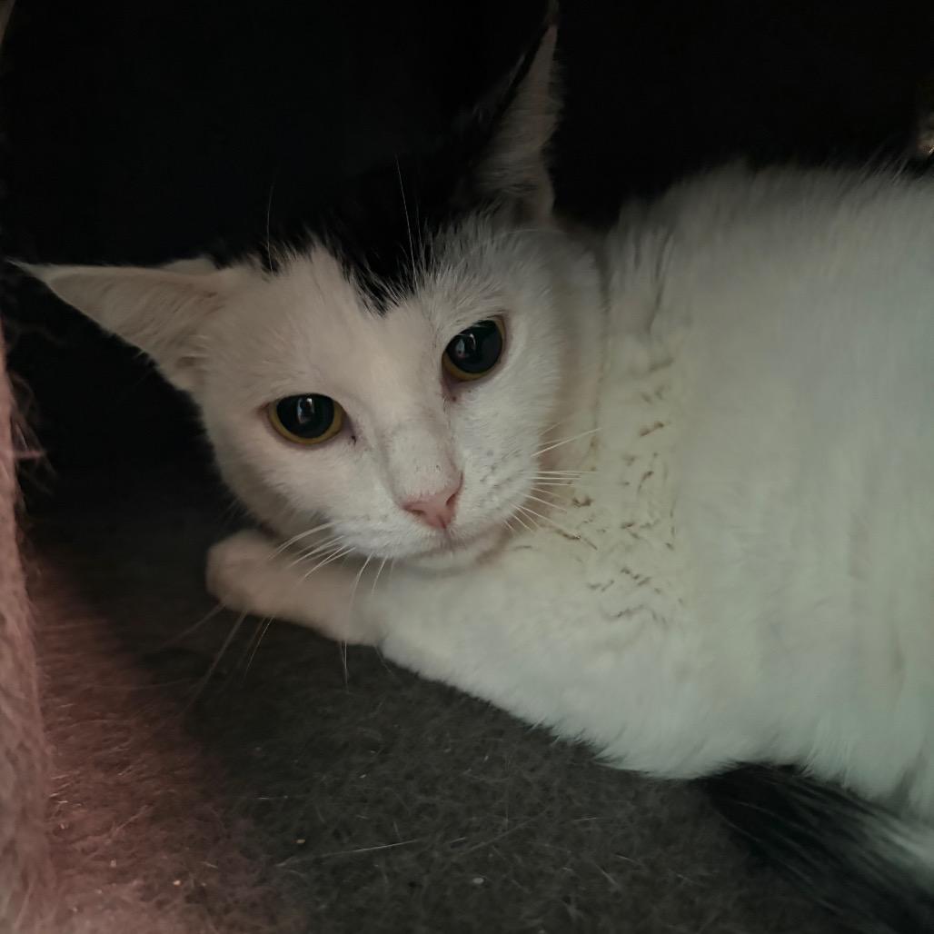 Enlarge Mango, a Adoptable Domestic Short Hair in Lake Jackson, TX image 1/1