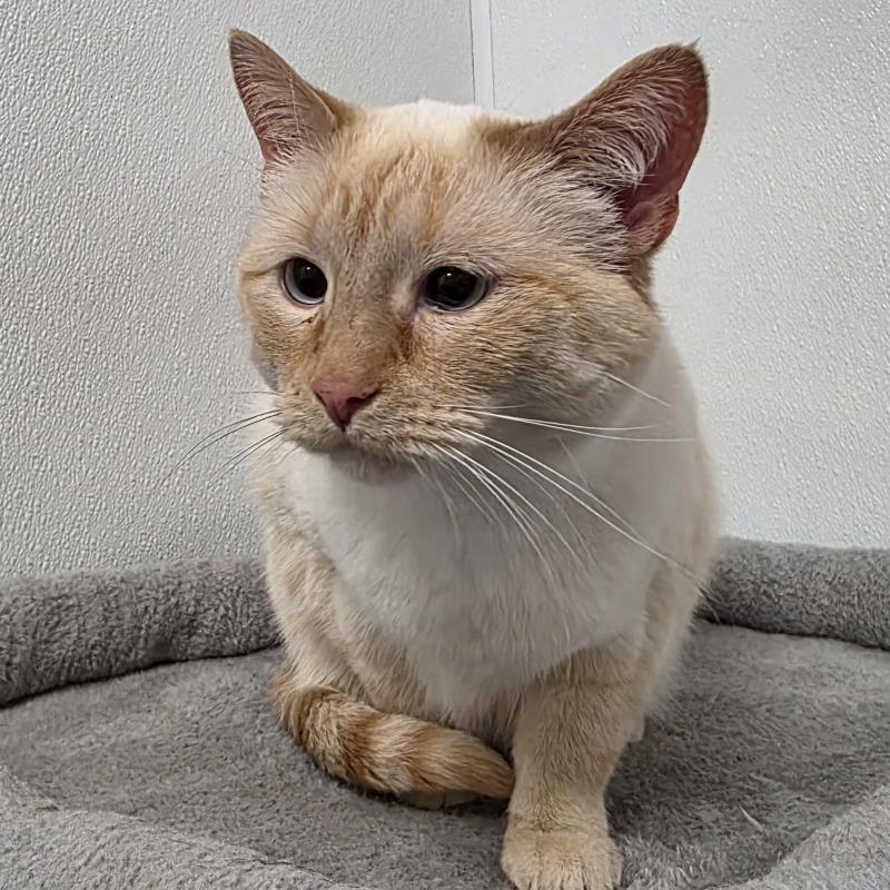 Mouse, Adoptable, Adult Female Domestic Short Hair.