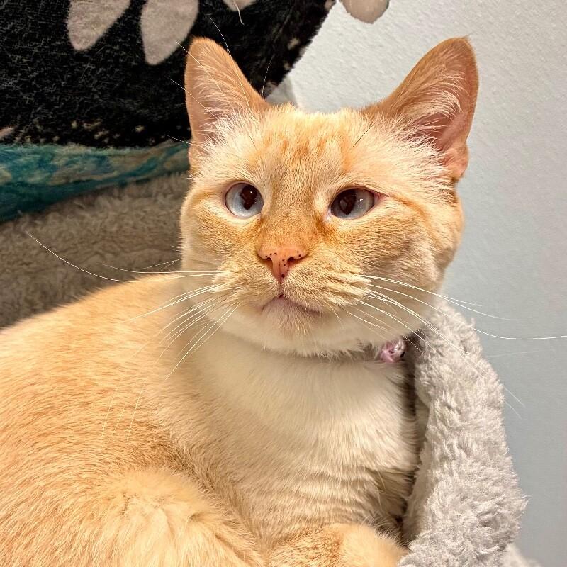 Mouse, a Adoptable Domestic Short Hair in Yankton, SD image 2/6