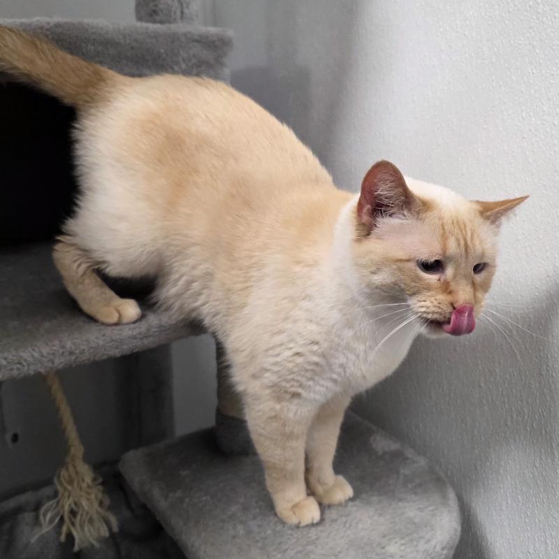 Mouse, a Adoptable Domestic Short Hair in Yankton, SD image 3/6
