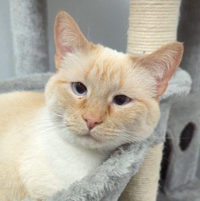 Mouse, a Adoptable Domestic Short Hair in Yankton, SD image 4/6