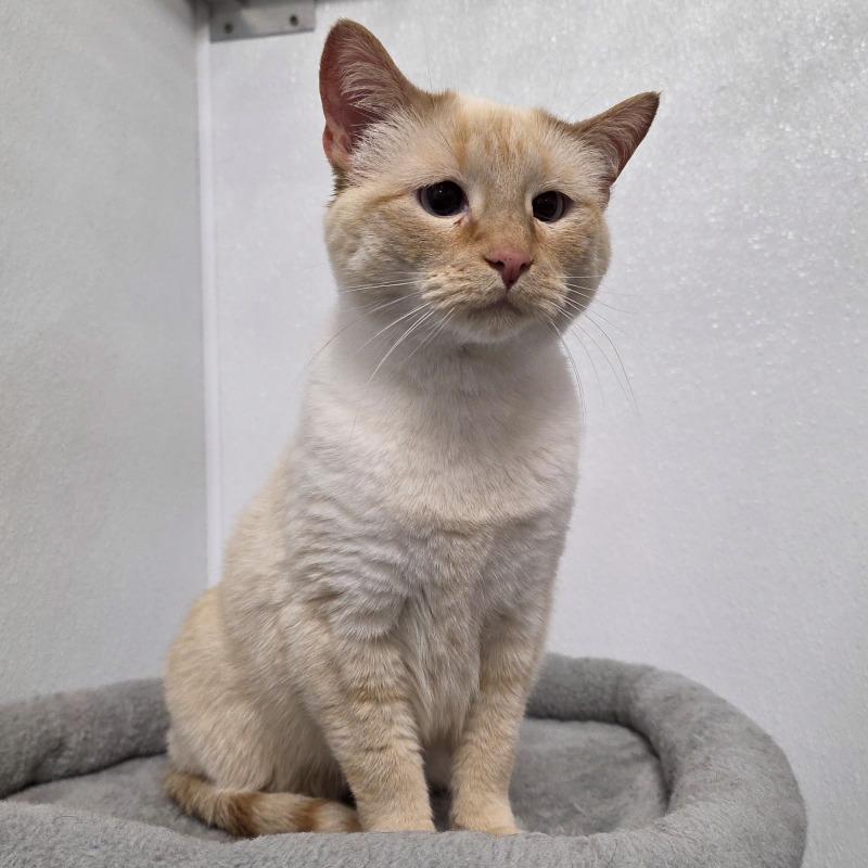 Mouse, a Adoptable Domestic Short Hair in Yankton, SD image 5/6