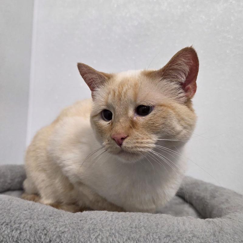 Mouse, a Adoptable Domestic Short Hair in Yankton, SD image 6/6