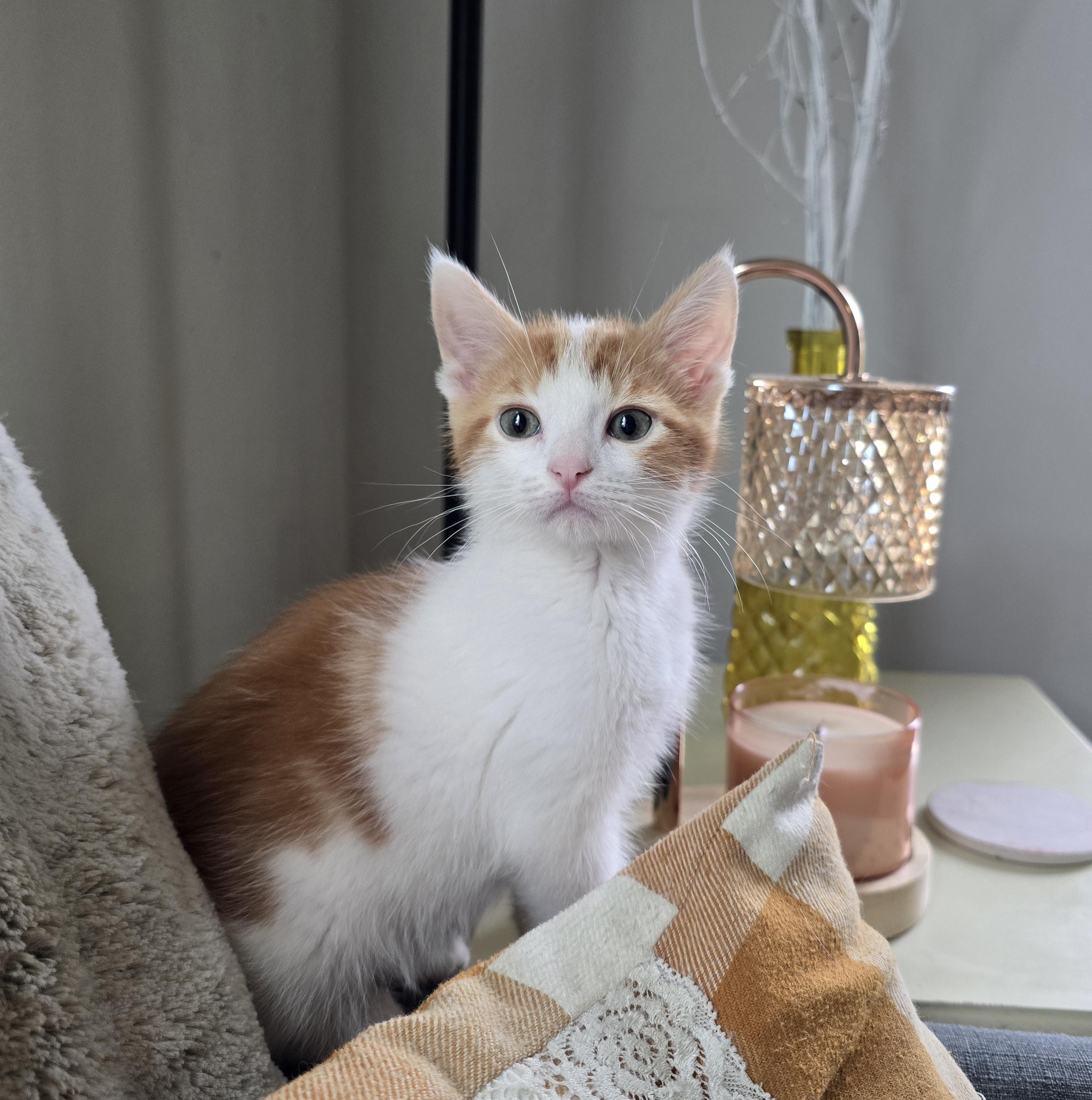Enlarge Hopper, an adopted Domestic Short Hair in Renton, WA image 1/5